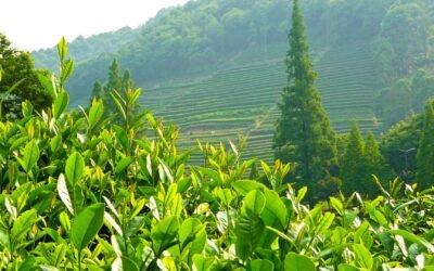 Portrait des Plantations d&rsquo;Excellence : Visite des Domaines Produisant le Meilleur Thé Rwandais