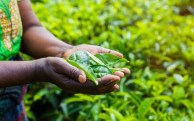 L&rsquo;État Actuel de l&rsquo;Industrie du Thé Rwandais