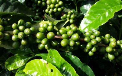 Les terroirs cachés du café africain : À la découverte des joyaux méconnus
