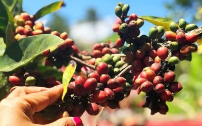 L’histoire méconnue du café en Afrique de l’Est : des origines éthiopiennes aux terroirs rwandais