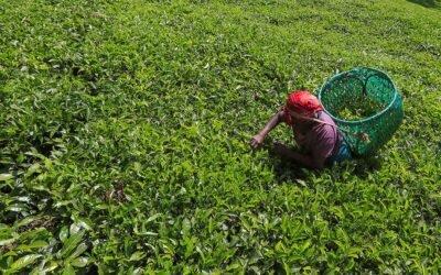 Les Géants de l’Or Vert : Les Meilleures Entreprises Productrices de Thé au Rwanda