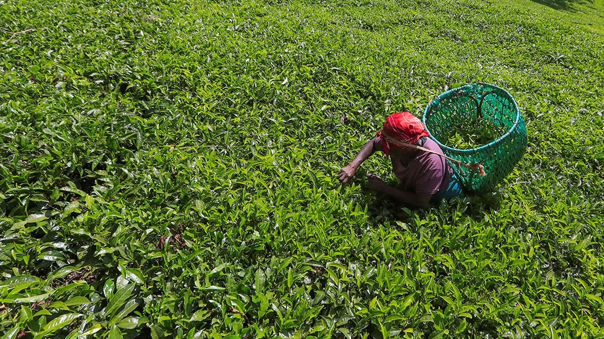 culture du thé-Afrik Tea coffee